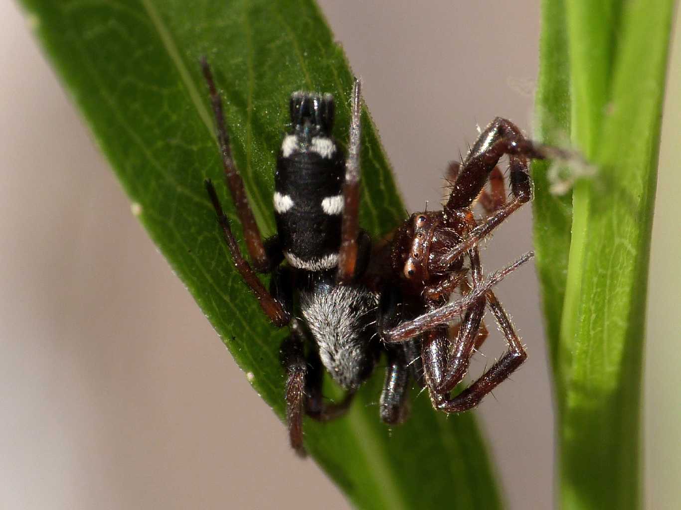 Aphantaulax sp. con Synema globosum - Baratz (SS)